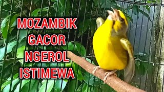 Download lagu MOZAMBIK GACOR NGEROL ISTIMEWA UNTUK MASTERAN BURUNG MOZAMBIK LAIN. mp3 Download lagu MOZAMBIK GACOR NGEROL ISTIMEWA UNTUK MASTERAN BURUNG MOZAMBIK LAIN. mp3