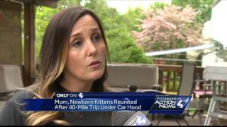 Mom, newborn kittens reunited after 40-mile trip under car hood