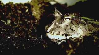 Frog Tongues