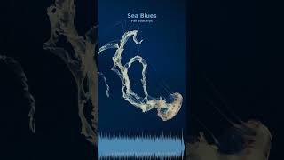 Miniature YouTube : Sea Blues | Ambiance Méditative & Apaisante par Soochrys