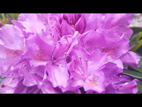 Rododendron Ponticum - 1 Minute With A Flower 4K HD - Hallucination Honey