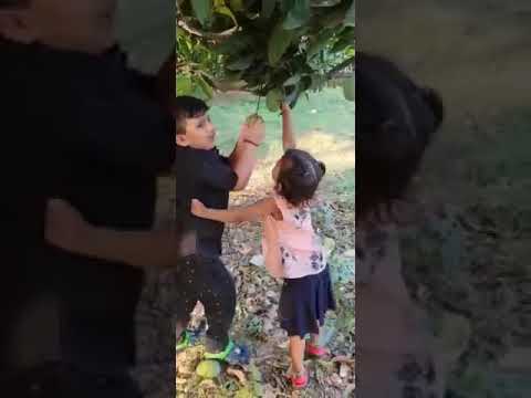 kanav Eeshta visit to mango farms