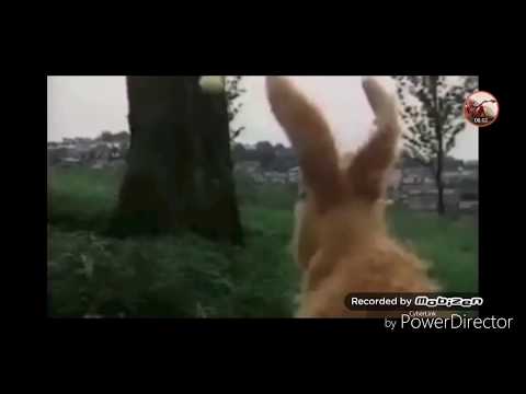 BLEA TOON 🤮 EP 1 PIPKINS