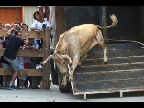 Bonita salida del toro de Miranda de Pericalvo (finca Toropasión) en Lodosa - 16 de septiembre