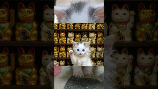 #capcut  #AI #招き猫 #猫 #猫のいる暮らし  AIでフミくん🐱❤️ #チャンネル登録お願いします