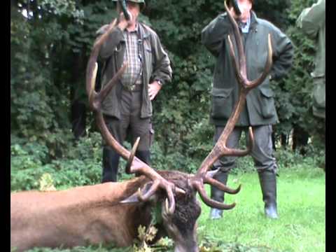 Kapitaler Hirsch der Spitzenklasse!