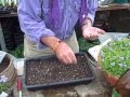 Sowing Violet Seed Demonstration