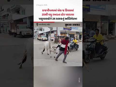 Rajpiplaમાં એક જ દિવસમાં 25થી વધુ રખડતા ઢોર પકડાયા, પશુપાલકોને 24 કલાકનું અલ્ટિમેટમ Rajpiplaમાં એક જ દિવસમાં 25થી વધુ રખડતા ઢોર પકડાયા, પશુપાલકોને 24 કલાકનું અલ્ટિમેટમ
