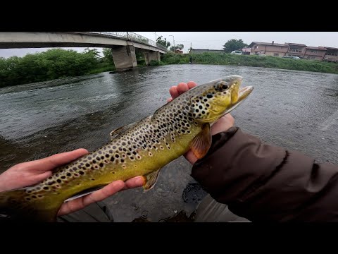 Najbolje mesto za pecanje potočne pastrmke! PASTRMKA 3,5KG 70cm KAPITALKA!