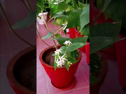 Parijat Plant / Harshringar #shorts #nightjasmine #youtubeshorts
