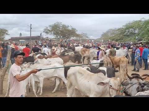 Cattle fair in Cachoeirinha-PE 08-01-2026 lots of cattle