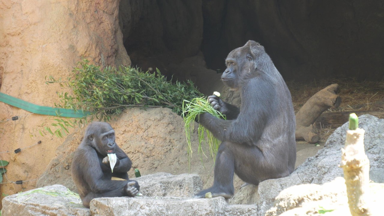 サクラの季節のトトとスモモ 🌸　上野動物園　ゴリラ　202604