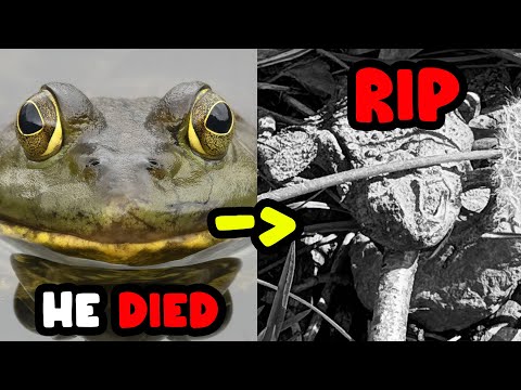 I had a funeral for a random frog
