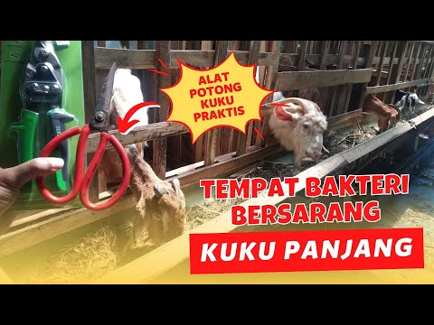 , title : 'CARA MEMOTONG KUKU KAMBING & DOMBA YANG AMAN DENGAN ALAT YANG MURAH'