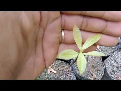 mai lá vàng lạ lạ