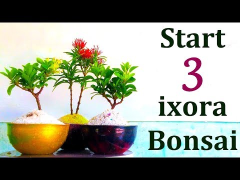 How to start a bonsai/ starting three ixora bonsai/ bonsai t...