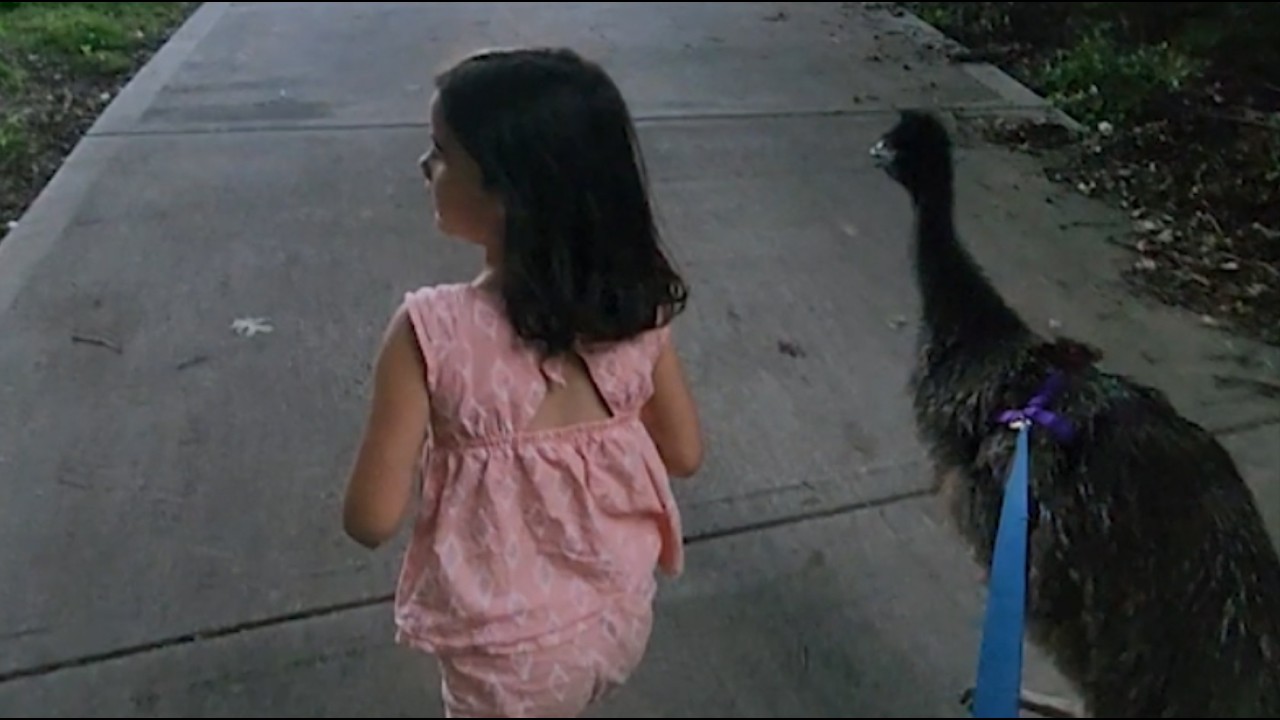 Baby Emu Brenda Exploring the Neighborhood || ViralHog