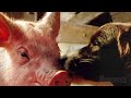 Puedo Decirte Mamá Babe El Puerquito Valiente Clip En Español