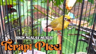 Download lagu TERAPI PLECI OMBYOKAN AGAR BUKA PARUH DAN NGERIWIK KASAR mp3 Download lagu TERAPI PLECI OMBYOKAN AGAR BUKA PARUH DAN NGERIWIK KASAR mp3