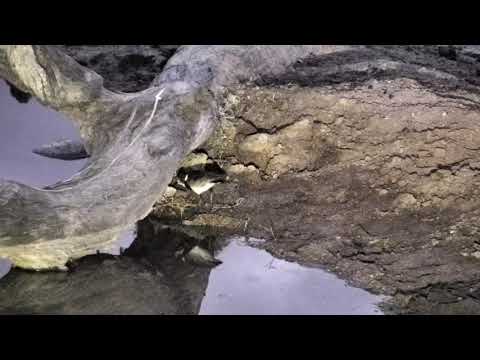 Djuma: Blacksmith Lapwing chick(42 days old) out feeding at dawn - 05:05 - 10/10/18