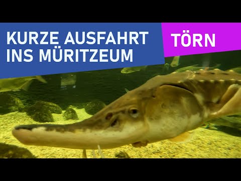 Hausbooturlaub 2023: Törntipp Müritzeum - Waren (Müritz) - Stadthafen - Urlaub - Mecklenburger Seen