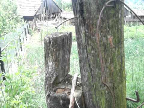 3V BURUIENIȘ BACĂU 2011