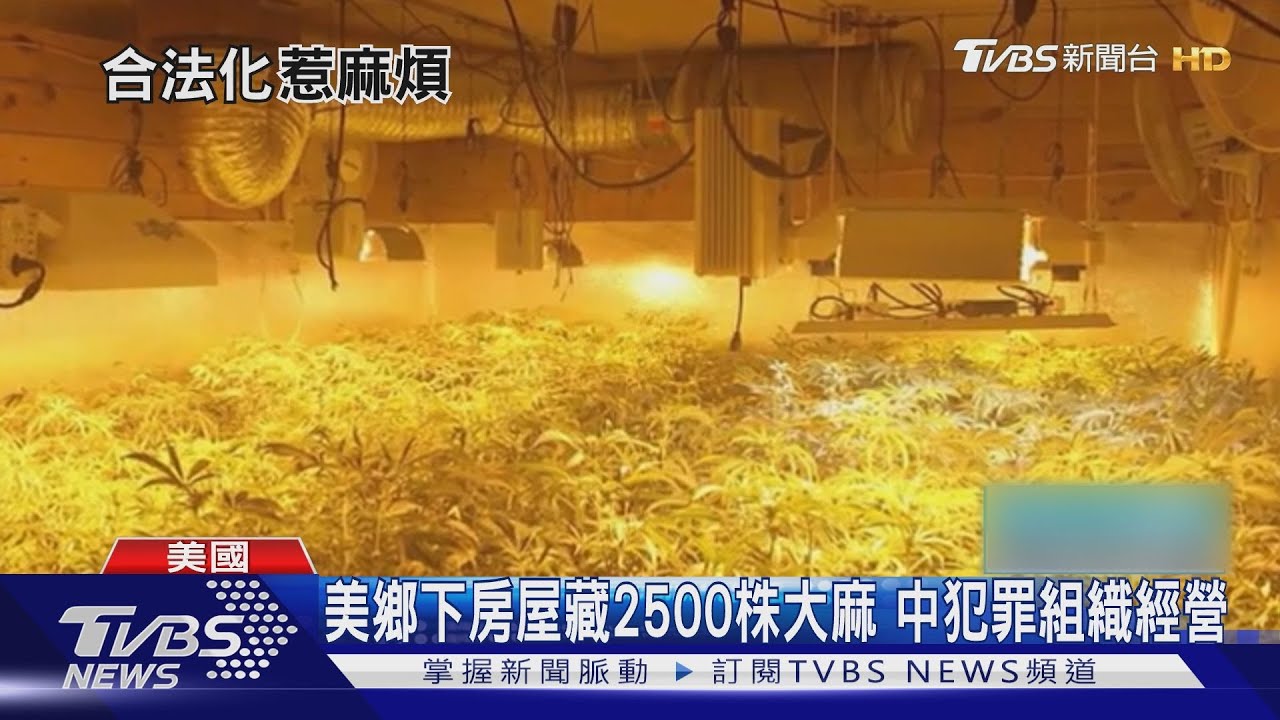 又是中國黑幫!美媒曝多州暴增 中資收購房產非法種大麻