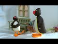 Pingu S06e11 Sore Tummy Pingu Dvdrip Xvid