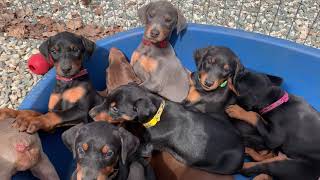 Video preview image #2 Doberman Pinscher Puppy For Sale in BRISTOL, CT, USA
