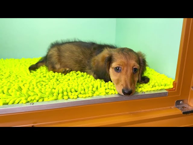 (子犬) 犬種：ダックスフンド・ミニチュア・ロング 男の子 ブリーダー マロニエケンネル　MARRONNIER KENNEL k3658の画像
