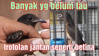Download lagu Male magpie robins are like females... many people still don't know. mp3