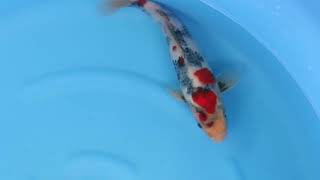 video van Showa 2404105