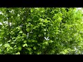 Зеленая листва ранним летом 4К Звонкое пение птиц Согревающее видео