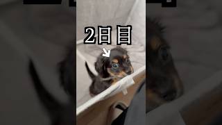 家に来て2日目の子犬の動きが奇行すぎた！
