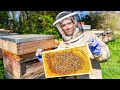 What Is Beekeeping Preparing For My Biggest Honey Harvest