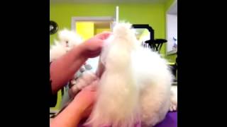 Quick and Easy Ear Banding for Your Show Poodle