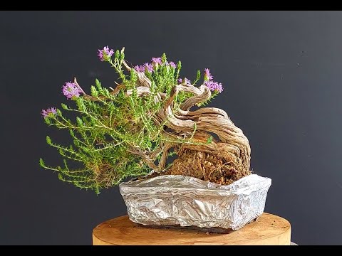 Bonsai Tree Thyme 8 Step 1