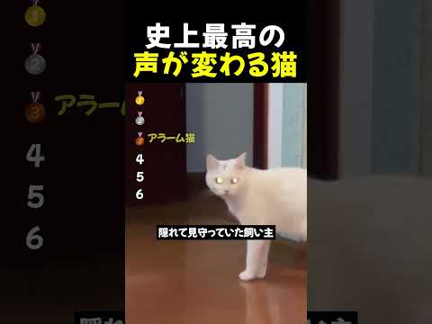 史上最高の声が変わる猫TOP6