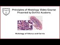 Histology of Uterus and Cervix [Female Reproductive Histology Part 2 of 2]