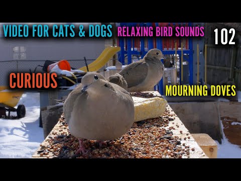 Packed Bird Feeder - Mourning Doves, Juncos And Sparrows - Michigan Wildlife - 102