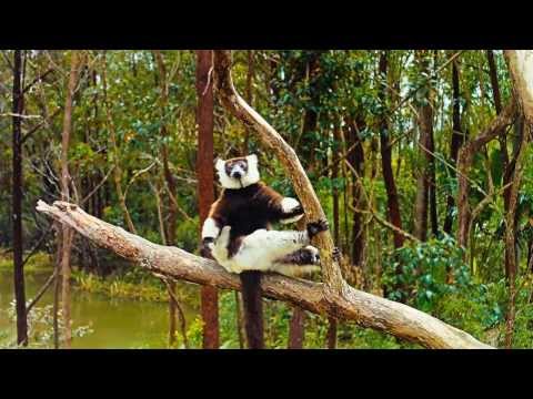 Island of Lemurs: Madagascar IMAX® Trailer