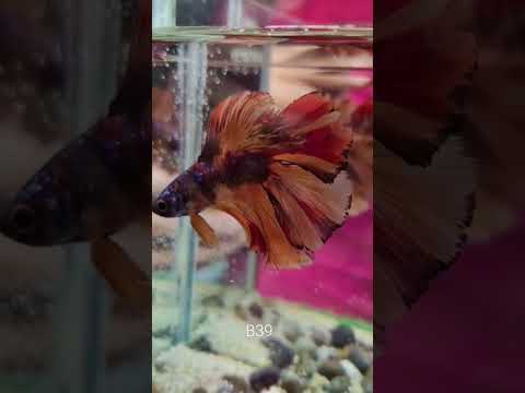 Betta red! 😍 #music #beats #slowedandreverb #halloween #remix #viralvideo #peces #eradeacuario #fish