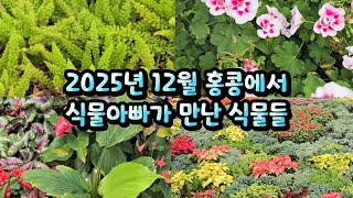 2025년 12월 홍콩여행중 식물아빠가 만난 식물들 공유해 봅니다. 시청 하시면서 조금이나마 힐링 되세요 #…