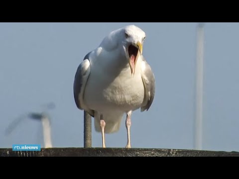 Poepende meeuwen in België aangepakt met drones - RTL NIEUWS