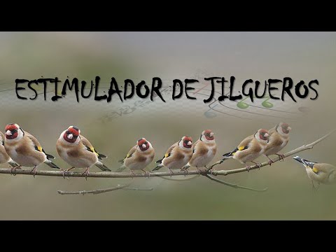 Jilguero hembra cantando y llamando a los machos de los jilgueros,ESTIMULADOR DE JILGUEROS