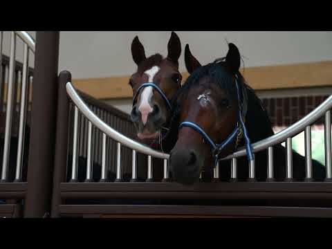 Royal Horse Resort #2