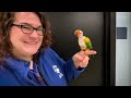 Houston SPCA