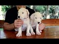 Dogo Argentino - Dogo Argentino - Patas y Pies
