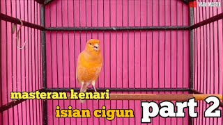 Download lagu masteran kenari isian cigun part 2 mp3 Download lagu masteran kenari isian cigun part 2 mp3