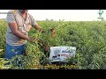 Acuspray Chilli Testimonial Giddaluru